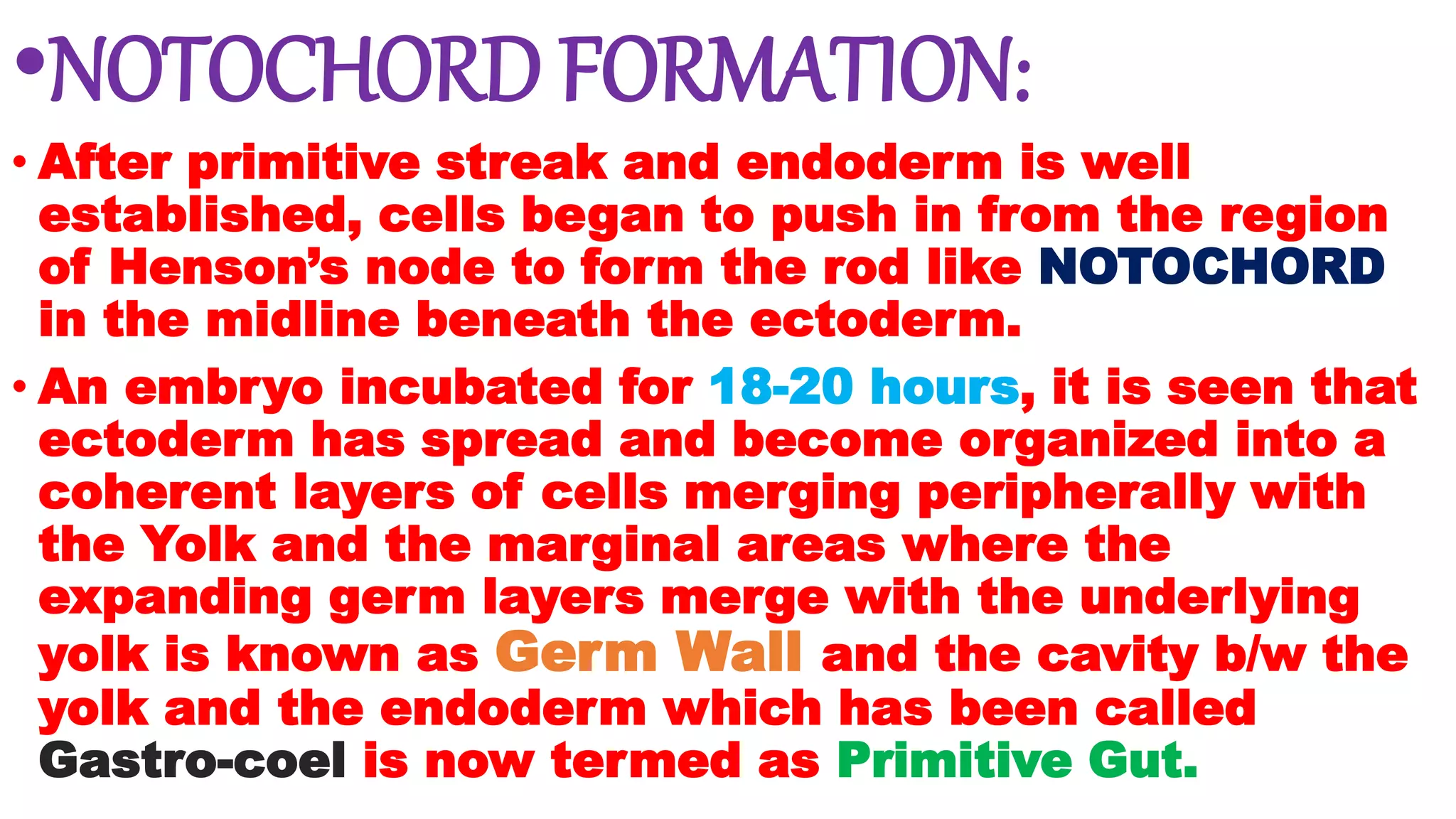 •NOTOCHORD FORMATION:
• After primitive streak and endoderm is well
established, cells began to push in from the region
of Henson’s node to form the rod like NOTOCHORD
in the midline beneath the ectoderm.
• An embryo incubated for 18-20 hours, it is seen that
ectoderm has spread and become organized into a
coherent layers of cells merging peripherally with
the Yolk and the marginal areas where the
expanding germ layers merge with the underlying
yolk is known as Germ Wall and the cavity b/w the
yolk and the endoderm which has been called
Gastro-coel is now termed as Primitive Gut.
 