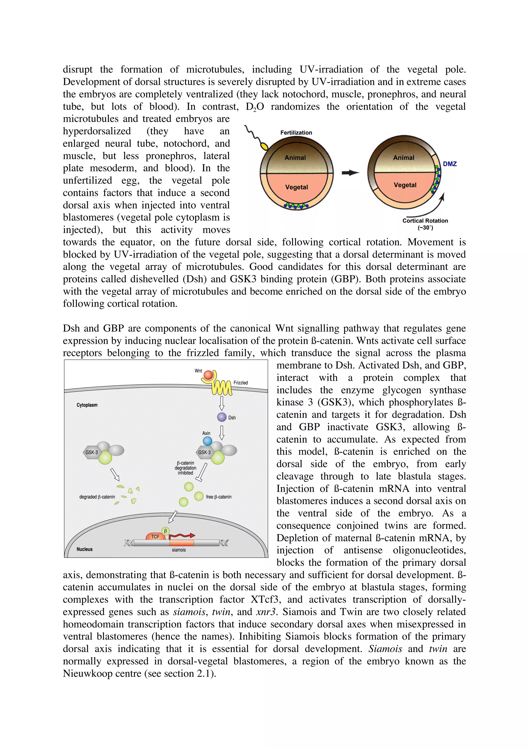 Mesoderm induction see page 5 | PDF