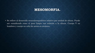 MESOMORFIA.
• Se refiere al desarrollo musculoesquelético relativo por unidad de altura. Puede
ser considerado como el peso limpio con relación a la altura. Cuerpo V en
hombres y cuerpo en reloj de arena en mujeres.
 