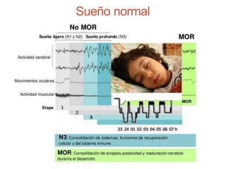 Sueño normal
 