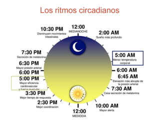 Los ritmos circadianos
 