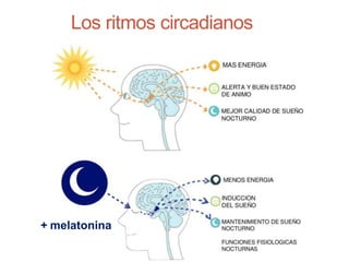 Los ritmos circadianos
+ melatonina
 