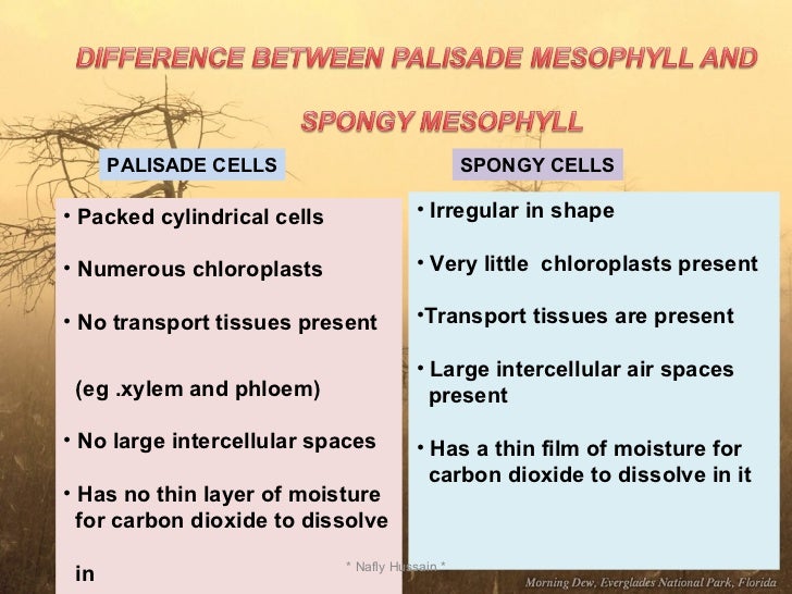 Mesophyll
