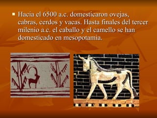 Hacia el 6500 a.c. domesticaron ovejas, cabras, cerdos y vacas. Hasta finales del tercer milenio a.c. el caballo y el camello se han domesticado en mesopotamia. 