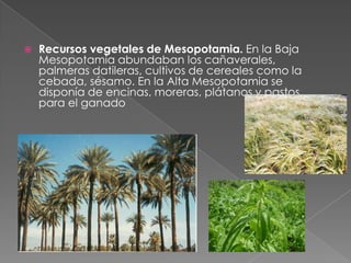    Recursos vegetales de Mesopotamia. En la Baja
    Mesopotamia abundaban los cañaverales,
    palmeras datileras, cultivos de cereales como la
    cebada, sésamo. En la Alta Mesopotamia se
    disponía de encinas, moreras, plátanos y pastos
    para el ganado
 