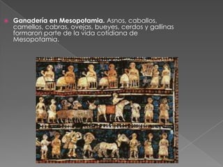    Ganadería en Mesopotamia. Asnos, caballos,
    camellos, cabras, ovejas, bueyes, cerdos y gallinas
    formaron parte de la vida cotidiana de
    Mesopotamia.
 