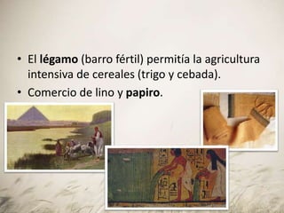 • El légamo (barro fértil) permitía la agricultura
intensiva de cereales (trigo y cebada).
• Comercio de lino y papiro.
 