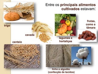 Entre os principais alimentos
cultivados estavam:
trigo
cevada
linho e algodão
(confecção de tecidos)
centeio
legumes e
hortaliças
frutas,
como a
tâmara
 