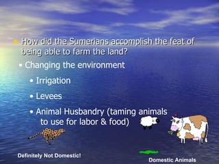How did the Sumerians accomplish the feat of being able to farm the land? Changing the environment Irrigation Levees Animal Husbandry (taming animals  to use for labor & food) Domestic Animals Definitely Not Domestic! 