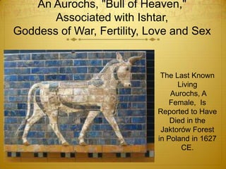 An Aurochs, "Bull of Heaven,"
       Associated with Ishtar,
Goddess of War, Fertility, Love and Sex


                             The Last Known
                                  Living
                                Aurochs, A
                                Female, Is
                            Reported to Have
                                Died in the
                             Jaktorów Forest
                            in Poland in 1627
                                   CE.
 