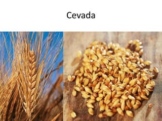 Cevada
 