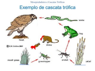 Exemplo de cascata trófica Mesopredadores e Cascatas Tróficas 