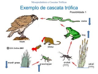 Mesopredadores e Cascatas Tróficas Possibilidade 1 (???) (???) Exemplo de cascata trófica 