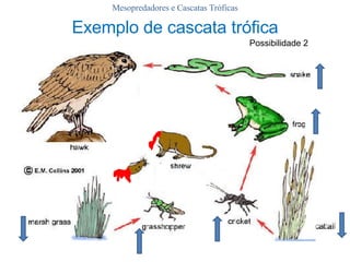 Mesopredadores e Cascatas Tróficas Possibilidade 2 Exemplo de cascata trófica 