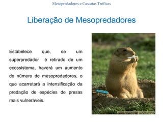 Mesopredadores e Cascatas Tróficas Estabelece que, se um superpredador  é retirado de um ecossistema, haverá um aumento do número de mesopredadores, o que acarretará a intensificação da predação de espécies de presas mais vulneráveis.   Liberação de Mesopredadores 