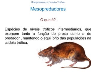 O que é? Mesopredadores e Cascatas Tróficas Espécies de níveis tróficos intermediários, que exercem tanto a função de presa como a de predador , mantendo o equilíbrio das populações na cadeia trófica.  Mesopredadores 