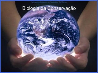 Biologia da Conservação Mesopredadores e Cascatas Tróficas 
