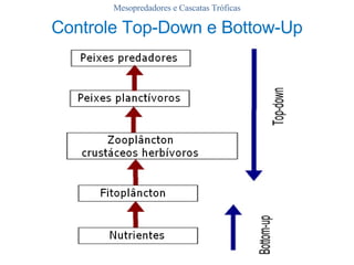 Controle Top-Down e Bottow-Up Mesopredadores e Cascatas Tróficas 