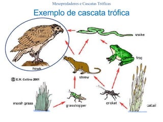 Exemplo de cascata trófica Mesopredadores e Cascatas Tróficas 