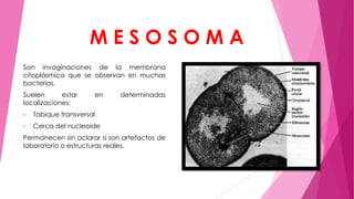 MESOSOMA
Son invaginaciones de la membrana
citoplásmica que se observan en muchas
bacterias.
Suelen
estar
localizaciones:

en

•

Tabique transversal

•

determinadas

Cerca del nucleoide

Permanecen sin aclarar si son artefactos de
laboratorio o estructuras reales.

 