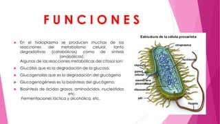 FUNCIONES


En el hialoplasma se producen muchas de las
reacciones
del
metabolismo
celular,
tanto
degradativas
(catabólicas)
como
de
síntesis
(anabólicas).
Algunas de las reacciones metabólicas del citosol son:



Glucólisis que es la degradación de la glucosa.



Glucogenolisis que es la degradación del glucógeno



Glucogenogénesis es la biosíntesis del glucógeno.



Biosíntesis de ácidos grasos, aminoácidos, nucleótidos
etc.
·Fermentaciones láctica y alcohólica, etc.

 