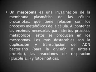 • Un mesosoma es una invaginación de la
membrana plasmática de las células
procariotas, que tiene relación con los
procesos metabólicos de la célula. Al contener
las enzimas necesarias para ciertos procesos
metabólicos, estos se producen en los
mesosomas. Los más destacables son la
duplicación y transcripción del ADN
bacteriano (para la división o síntesis
proteica), las reacciones de respiración
(glucólisis...) y fotosintéticas.