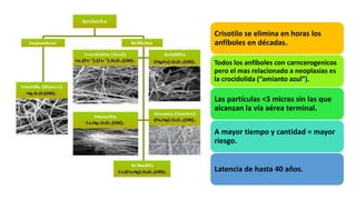 Crisotilo se elimina en horas los
anfíboles en décadas.
Todos los anfíboles con carncerogenicos
pero el mas relacionado a neoplasias es
la crocidolida (“amianto azul”).
Las partículas <3 micras sin las que
alcanzan la vía aérea terminal.
A mayor tiempo y cantidad = mayor
riesgo.
Latencia de hasta 40 años.
 