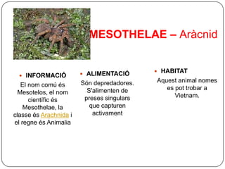 MESOTHELAE – Aràcnid


                         ALIMENTACIÓ        HABITAT
   INFORMACIÓ
                        Són depredadores.   Aquest animal nomes
   El nom comú és                              es pot trobar a
  Mesotelos, el nom       S'alimenten de
                         preses singulars         Vietnam.
      científic és
    Mesothelae, la         que capturen
classe és Arachnida i       activament
el regne és Animalia
 