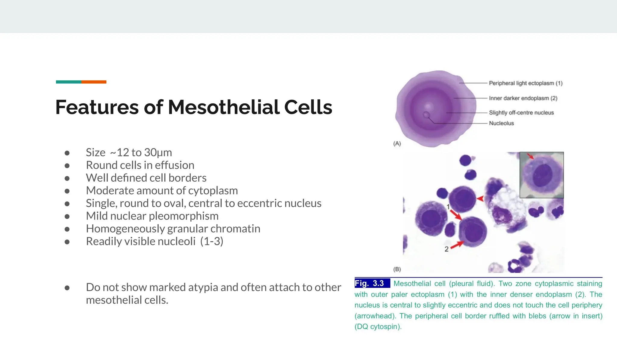 Mesothelial Cells - Cytology and Differential Diagnosis | PDF
