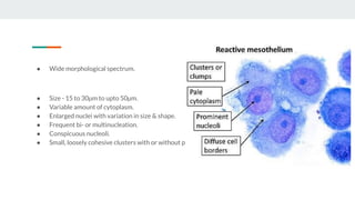 Mesothelial Cells - Cytology and Differential Diagnosis | PDF