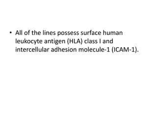 • All of the lines possess surface human
leukocyte antigen (HLA) class I and
intercellular adhesion molecule-1 (ICAM-1).
 