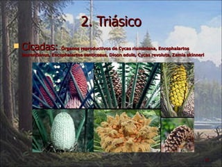 2. Triásico Cícadas:  Órganos reproductivos de Cycas riuminiana, Encephalartos laurentianus, Encephalartos senticosus, Dioon edule, Cycas revoluta, Zamia skinneri   