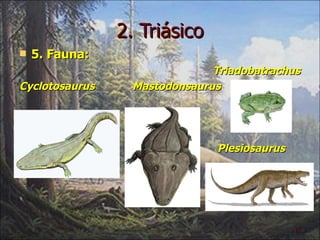 2. Triásico 5. Fauna:  Triadobatrachus Cyclotosaurus  Mastodonsaurus  Plesiosaurus 