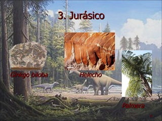 3. Jurásico Ginkgo biloba  Helecho  Palmera 