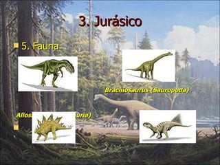 3. Jurásico 5. Fauna Brachiosaurus (Sauropoda)  Allosaurus(Carnosauria) Stegosaurus(Ornithischia )  Chaoyangsaurus(Ornisthischia) 