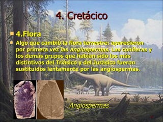 4. Cretácico 4.Flora Algo que cambió la flora terrestre: aparecieron por primera vez las  angiospermas . Las coníferas y los demás grupos que habían sido los más distintivos del Triásico y del Jurásico fueron sustituidos lentamente por las angiospermas. Angiospermas 