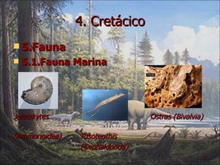4. Cretácico 5.Fauna 5.1.Fauna Marina Jeletzkytes  Ostras (Bivalvia)  (Ammonoidea)  Tusoteuthis (Cephalopoda) 