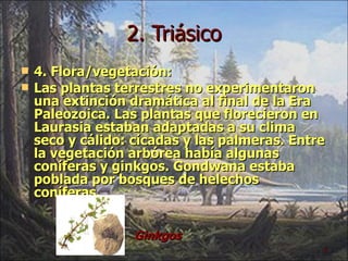 2. Triásico 4. Flora/vegetación: Las plantas terrestres no experimentaron una extinción dramática al final de la Era Paleozoica. Las plantas que florecieron en Laurasia estaban adaptadas a su clima seco y cálido: cícadas y las palmeras. Entre la vegetación arbórea había algunas coníferas y ginkgos. Gondwana estaba poblada por bosques de helechos coníferas.  Ginkgos Ginkgos 