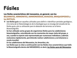 Fósiles
Los fósiles característicos del mesozoico, en general, son los
BELEMNITES, AMMONITES, AMMONOIDEOS, BIVALVOS, BRAQUIOPODOS y
los REPTILES.
 Los fósiles guía son aquellos utilizados para definir e identificar periodos geológicos.
  A la rama de la Paleontología (o de la Geología) que se encarga del estudio de los
  fósiles guía y de su utilización para la datación de terrenos se la llama
  Bioestratigrafía.
  Se han utilizado varios grupos de organismos fósiles para las subdivisiones
  bioestratigrafías, coincidiendo con los momentos de mayor éxito del grupo, o
  sea, cuando la especie está representada por numerosos individuos y además
  evoluciona rápidamente, permitiendo realizar subdivisiones y correlaciones a
  escala mundial.
  En las subdivisiones del Mesozoico, los Amonites; etc.
  Los fósiles que se citan a continuación son los fósiles mas característicos que halla
  la Bioestratigrafía dentro del MESOZOICO, es decir, los fósiles quía del Mesozoico.
 