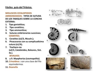 Fósiles guía del Triásico.

MOLUSCOS CEFALOPODOS
AMMONOIDEOS: TIPOS DE SUTURA
DE LOS TABIQUES SOBRE LA CONCHA
EXTERNA:
1. Tipo goniatítico;
2. Tipo ceratítico;
3. Tipo ammonítico;
4. Suturas embrionarias sucesivas;
    CERATITES:
5. Ceratites (x2/3, Musch.);
6. Pinacoceras con su complicadísima
    sutura (x1/4);
7. Trachyce-ras
    (x2/3, Catalánides, Baleares, Sist.
    Ib.).                                      9
     BIVALVOS:
8. y 9. Myophorias (cosmopolita).
10. Crinoideos : son una clase del filo
    equinodermos
11. Doanella                              10       11
 