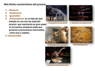 Más fósiles característicos del jurasico:

 1.  Alosaurio
 2.   Apatosaurio
 3.   Iguanodon
 4.   Archaeopteryx, es un tipo de aves
     hallado en una roca de edad del
                                             1. Esqueleto de alosaurio,     2. Esqueleto de Apatosaurio
     jurasico que representa un gran papel
     en las teorías evolutivas dado que
     presenta características intermedias
      entre aves y reptiles.
 5. Cetiosáuridos


                                             3. Esqueleto de Iguanodon         4.Archaeopteryx,




                                            5. Esqueleto de cetiosáuridos
 