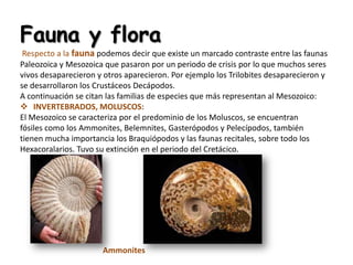 Fauna y flora
 Respecto a la fauna podemos decir que existe un marcado contraste entre las faunas
Paleozoica y Mesozoica que pasaron por un periodo de crisis por lo que muchos seres
vivos desaparecieron y otros aparecieron. Por ejemplo los Trilobites desaparecieron y
se desarrollaron los Crustáceos Decápodos.
A continuación se citan las familias de especies que más representan al Mesozoico:
 INVERTEBRADOS, MOLUSCOS:
El Mesozoico se caracteriza por el predominio de los Moluscos, se encuentran
fósiles como los Ammonites, Belemnites, Gasterópodos y Pelecípodos, también
tienen mucha importancia los Braquiópodos y las faunas recitales, sobre todo los
Hexacoralarios. Tuvo su extinción en el periodo del Cretácico.




                      Ammonites
 