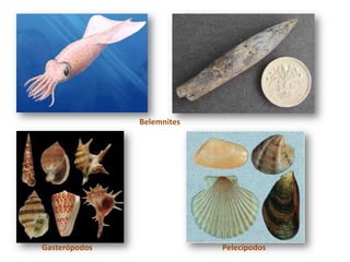 Belemnites




Gasterópodos                Pelecípodos
 
