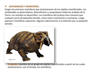  VERTEBRADOS Y MAMÍFEROS:
Surgen los primeros mamíferos que evolucionaron de los reptiles mamíferoides. Los
vertebrados se desarrollaron, diversificaron y conquistaron todos los ámbitos de la
Tierra. Los sentidos se desarrollan. Los mamíferos del jurásico eran menores que
cualquier perro de pequeño tamaño, vivían como insectívoros y carnívoros. Luego
aparecen mamíferos superiores. Algunos sobrevivieron a la extinción por su pequeño
tamaño.




   Terápsido, miembro de un grupo de reptiles mamíferoides a partir de los cuales
   evolucionaron, con el tiempo, los mamíferos.
 