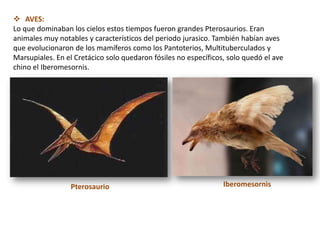  AVES:
Lo que dominaban los cielos estos tiempos fueron grandes Pterosaurios. Eran
animales muy notables y característicos del periodo jurasico. También habían aves
que evolucionaron de los mamíferos como los Pantoterios, Multituberculados y
Marsupiales. En el Cretácico solo quedaron fósiles no específicos, solo quedó el ave
chino el Iberomesornis.




                 Pterosaurio                                     Iberomesornis
 