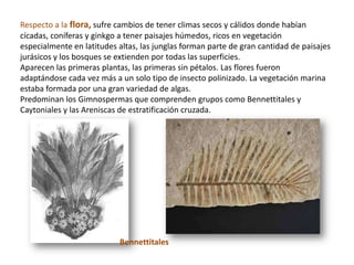 Respecto a la flora, sufre cambios de tener climas secos y cálidos donde habían
cícadas, coníferas y ginkgo a tener paisajes húmedos, ricos en vegetación
especialmente en latitudes altas, las junglas forman parte de gran cantidad de paisajes
jurásicos y los bosques se extienden por todas las superficies.
Aparecen las primeras plantas, las primeras sin pétalos. Las flores fueron
adaptándose cada vez más a un solo tipo de insecto polinizado. La vegetación marina
estaba formada por una gran variedad de algas.
Predominan los Gimnospermas que comprenden grupos como Bennettitales y
Caytoniales y las Areniscas de estratificación cruzada.




                           Bennettitales
 