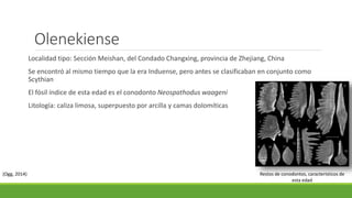 Olenekiense 
Localidad tipo: Sección Meishan, del Condado Changxing, provincia de Zhejiang, China 
Se encontró al mismo tiempo que la era Induense, pero antes se clasificaban en conjunto como 
Scythian 
El fósil índice de esta edad es el conodonto Neospathodus waageni 
Litología: caliza limosa, superpuesto por arcilla y camas dolomíticas 
Restos de conodontos, característicos de 
esta edad 
(Ogg, 2014) 
 