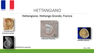 HETTANGIANO 
Hettangiano: Hettange-Grande, Francia 
Psiloceras spelae 
Schlotheimia angulata 
Alsatites liasicus 
Psiloceras Planorbis 
(Felix, 2005) 
 