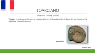 TOARCIANO 
Toarciano: Thouars, Francia 
Thouars es una comuna francesa comprendida en el departamento de Deux-Sèvres situado en la 
región de Poitou-Charentes. 
Ammonites 
(Eugéne, 1864) 
 
