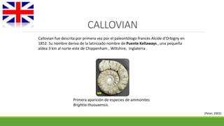CALLOVIAN 
Callovian fue descrita por primera vez por el paleontólogo francés Alcide d'Orbigny en 
1852. Su nombre deriva de la latinizado nombre de Puente Kellaways , una pequeña 
aldea 3 km al norte-este de Chippenham , Wiltshire, Inglaterra . 
Primera aparición de especies de ammonites 
Brightia thuouxensis. 
(Peter, 2002) 
 